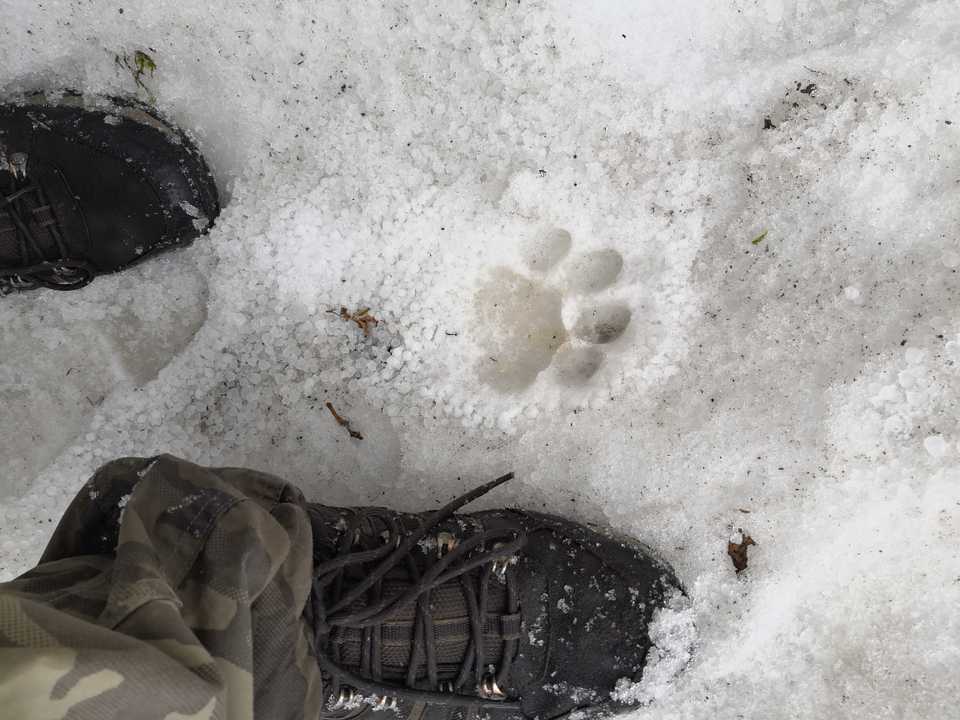 Foot steps of leopard